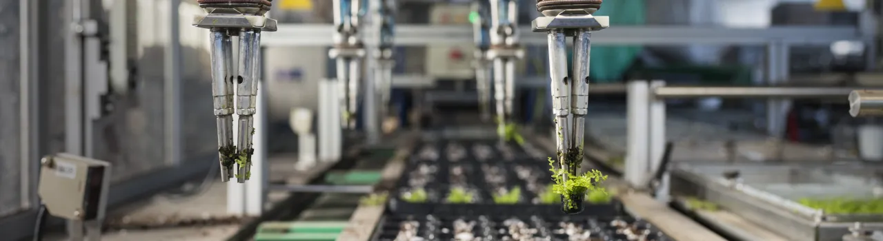 Grijpmachine plaatst minivarens in kweekbak